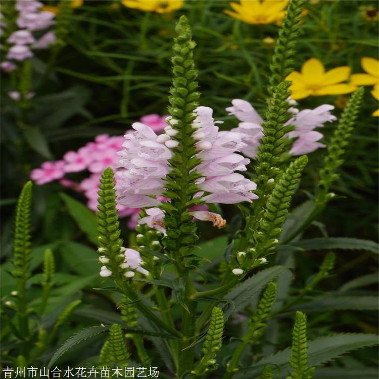 假龙头草花 山合水花卉 假龙头小苗 中国气候型冷凉型植物