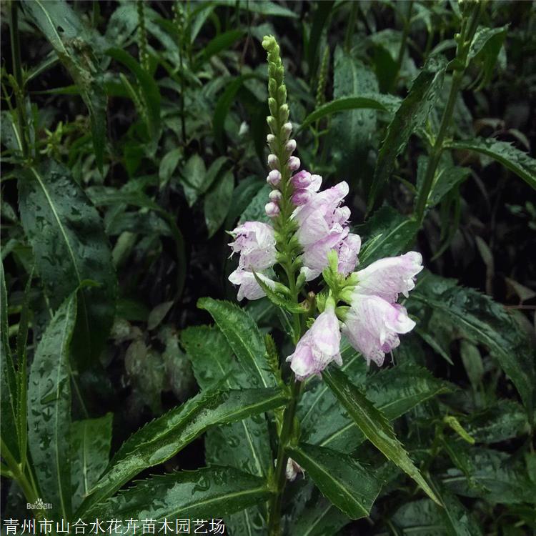 假龙头草花 山合水花卉 假龙头小苗 中国气候型冷凉型植物