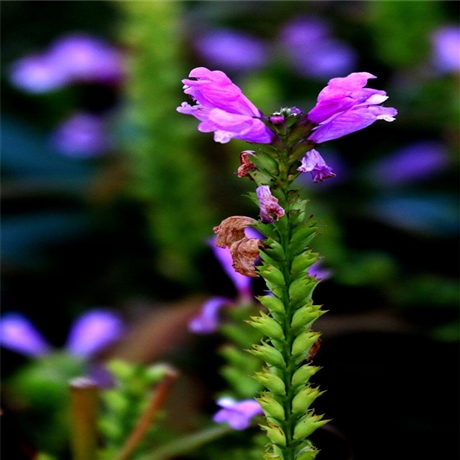 陕西 假龙头小苗 随意草花苗 多重优惠