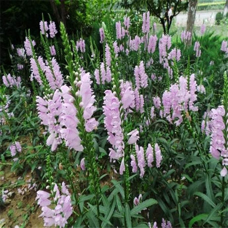 向亮苗木 假龙头袋苗 囊萼花 免费咨询