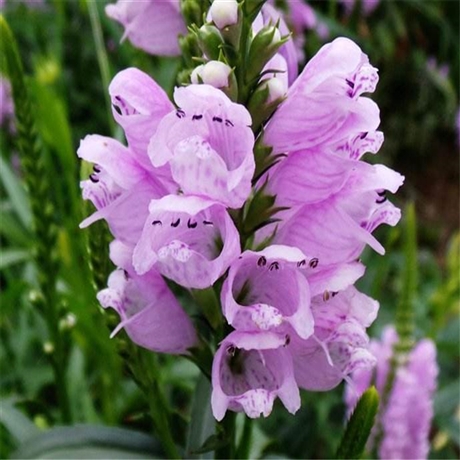 好苗接受预定 批发假龙头 假龙头花苗供应 信赖推荐