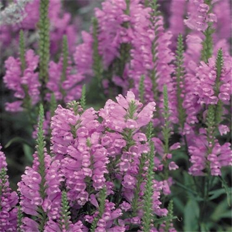 厂家花卉推荐 假龙头草花 随意草苗 销售厂家电话