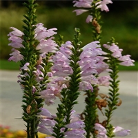 湖南 假龙头草花 一品香 在线咨询