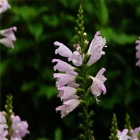 北京 批发假龙头 囊萼花 青州花卉苗木