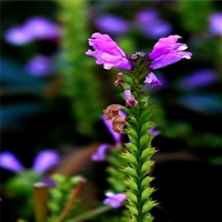 陕西 假龙头小苗 随意草花苗 多重优惠