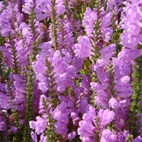 厂家花卉推荐 批发假龙头 假龙头种子 销售厂家电话