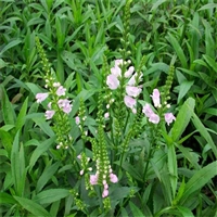 苗圃基地 假龙头袋苗 随意草苗 耐寒耐旱耐肥