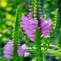 厂家花卉推荐 批发假龙头 一品香 可全国配送