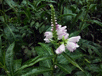 天津 假龙头苗 丛生假龙头 假龙头播种苗