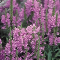 厂家花卉推荐 假龙头草花 随意草苗 销售厂家电话