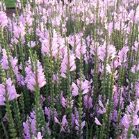 向亮园林 假龙头草花 假龙头种子 免费咨询