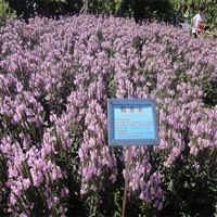 工程草花 假龙头杯苗 随意草苗 销售厂家电话