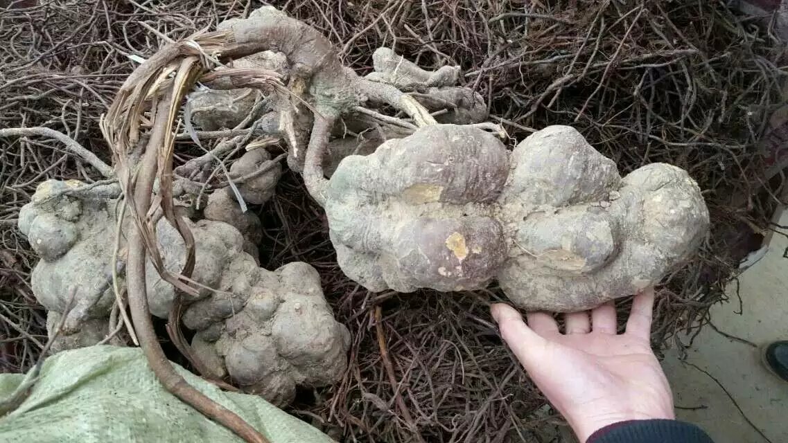 大量出售何首乌苗免费提供技术指导