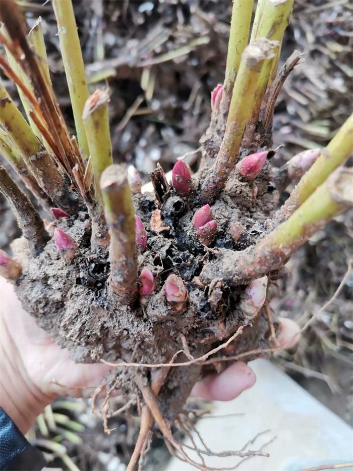 陕西芍药苗多少钱一颗 购买芍药苗