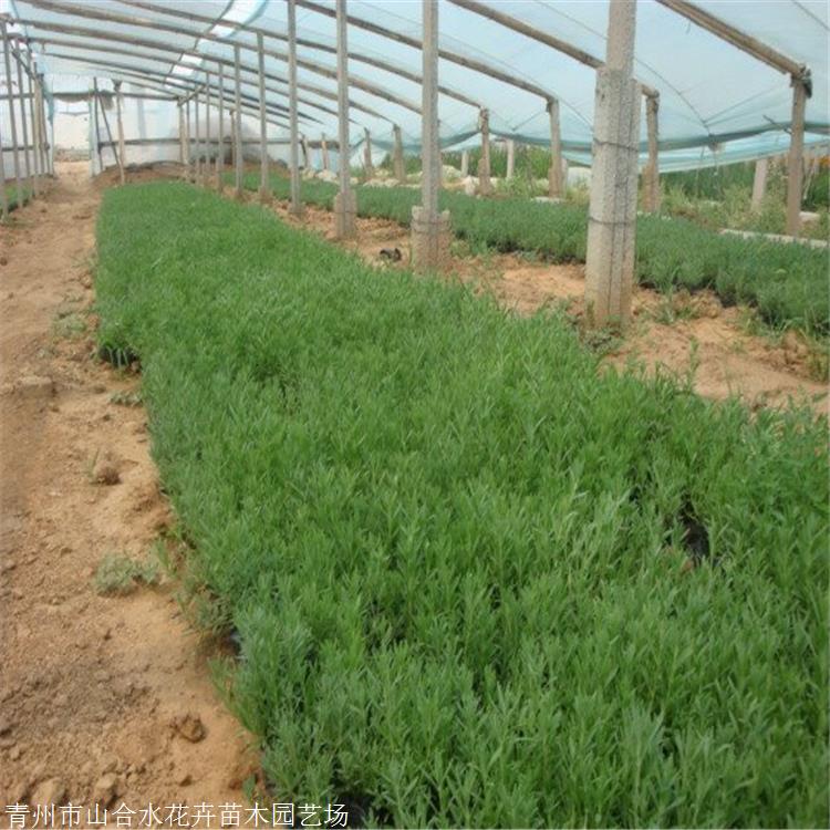 现货 薰衣草种植基地 薰衣草量大价优 生态观赏价值高 山合水