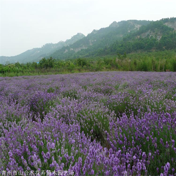 现货 薰衣草种植基地 薰衣草量大价优 生态观赏价值高 山合水