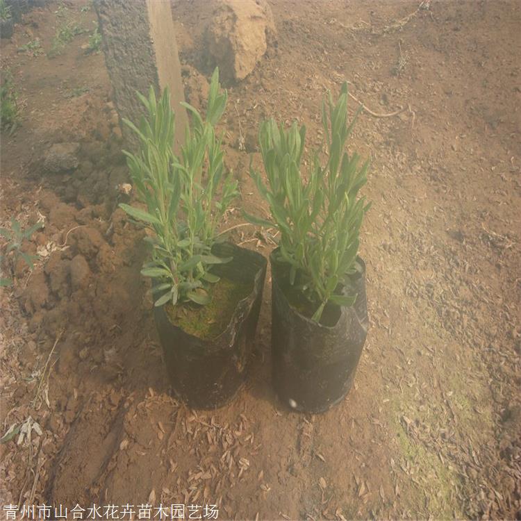 现货 薰衣草种植基地 薰衣草量大价优 生态观赏价值高 山合水