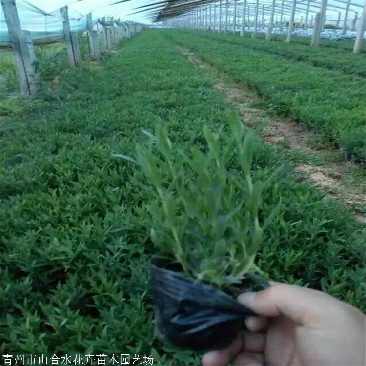 曲靖薰衣草花苗種植基地 山東青州山合水花海用薰衣草