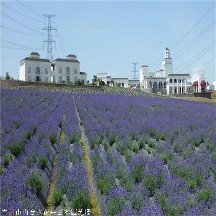 现货 薰衣草种植基地 薰衣草量大价优 生态观赏价值高 山合水