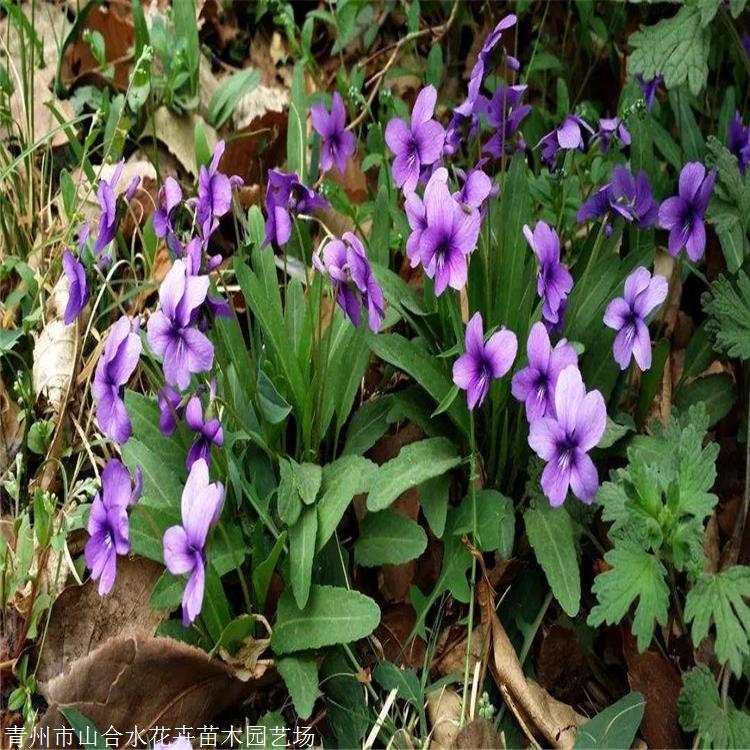 草花批發 紫花地丁批發 山合水花卉 性喜光喜濕潤
