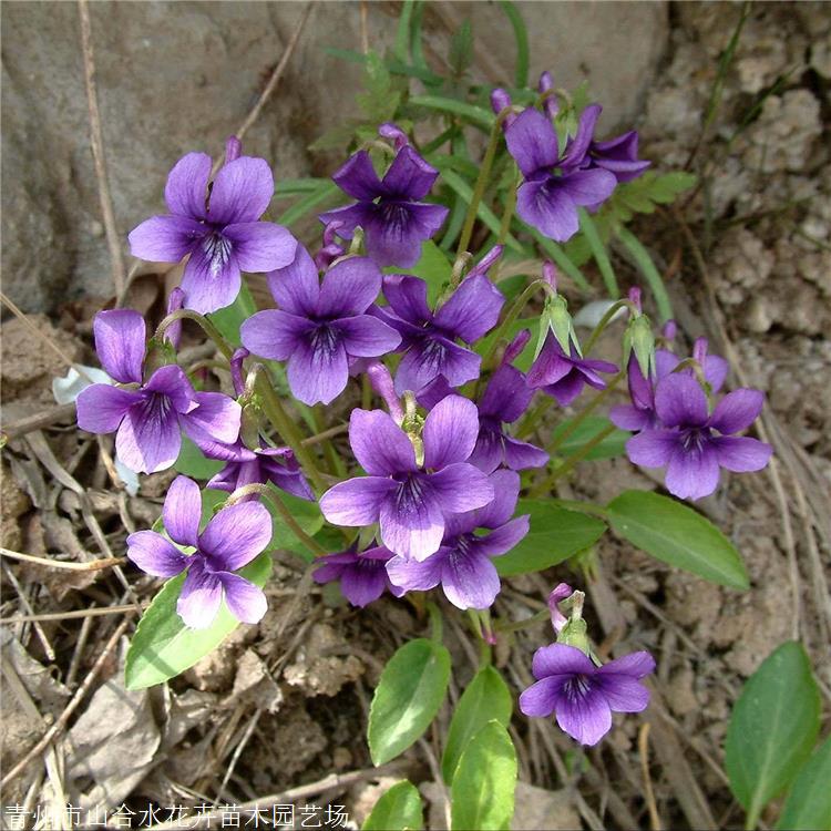 草花批發 紫花地丁批發 山合水花卉 性喜光喜濕潤
