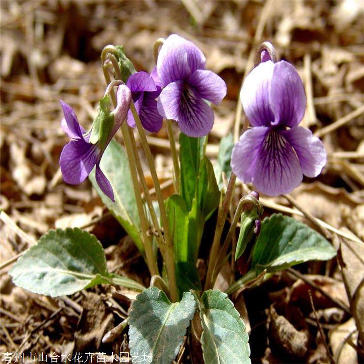 草花批發 紫花地丁批發 山合水花卉 性喜光喜濕潤