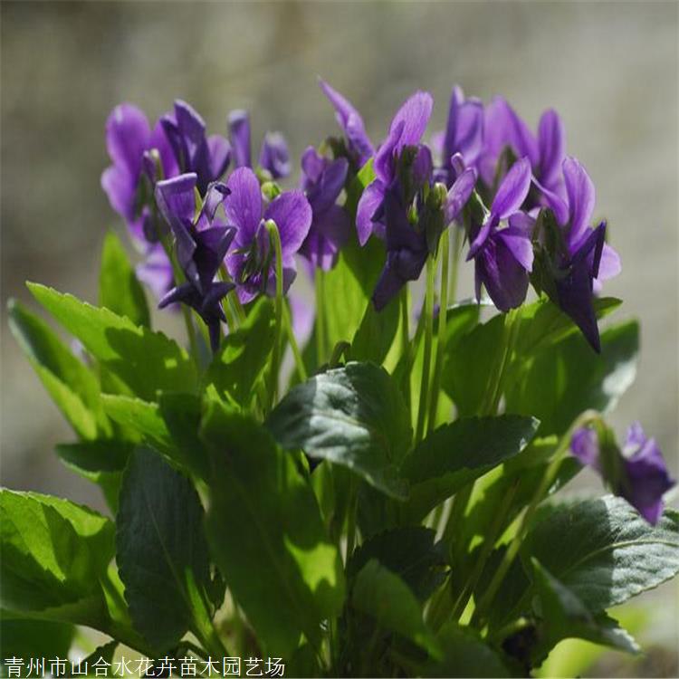 草花批發 紫花地丁批發 山合水花卉 性喜光喜濕潤