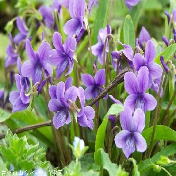 草花批發 紫花地丁批發 山合水花卉 性喜光喜濕潤