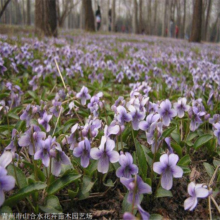 草花批發 紫花地丁批發 山合水花卉 性喜光喜濕潤