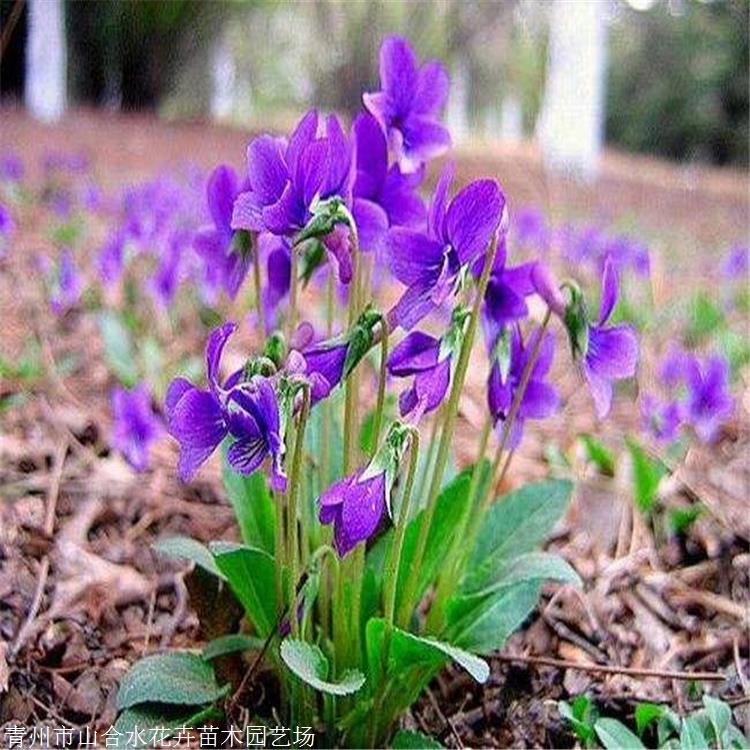 草花批發 紫花地丁批發 山合水花卉 性喜光喜濕潤