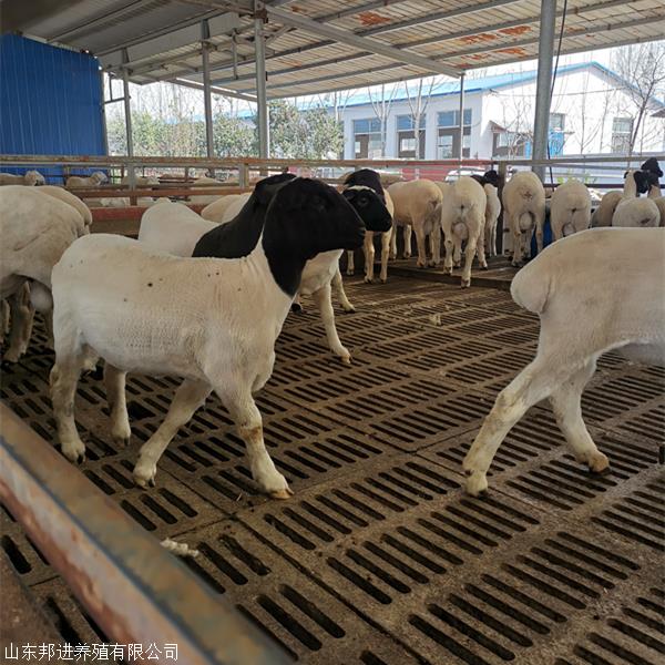 生猪养殖的规模宝博体育- 宝博体育官网- 宝博体育APP下载 BaoBoSports化突围如何破解“产能过山车”困局?