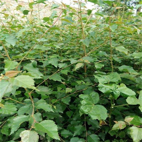 白桦苗增利苗圃东北白桦树种落叶乔木