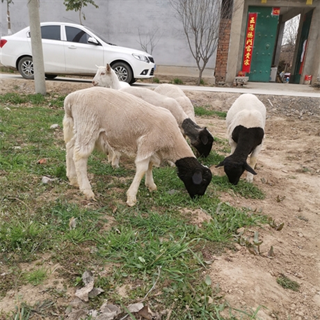 河北杜泊绵羊图片