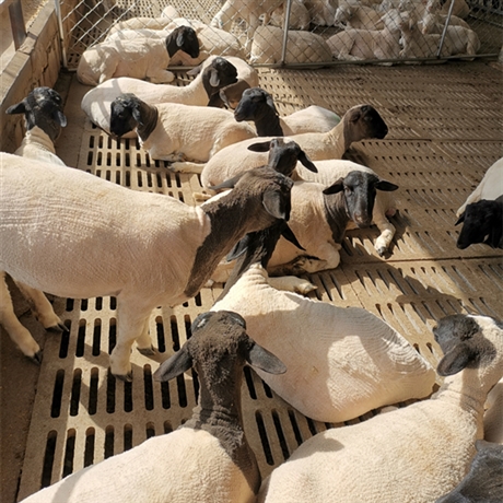 白头杜泊羊批发白头杜泊绵羊
