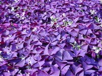 紫叶酢浆草杯苗发芽率高