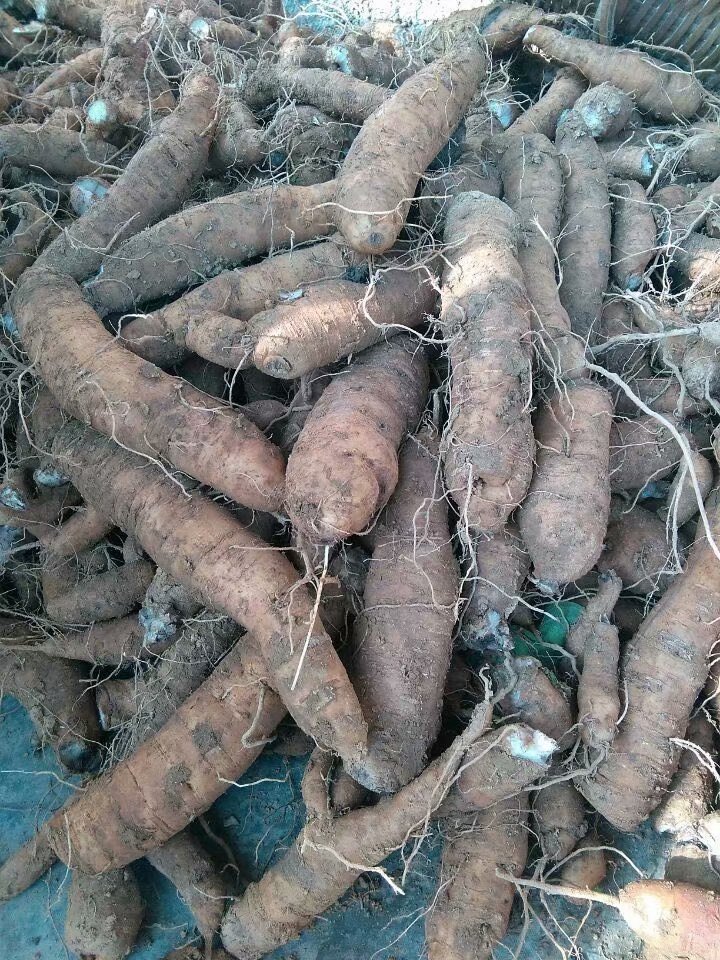 出售黑参苗黑参苗大量批发