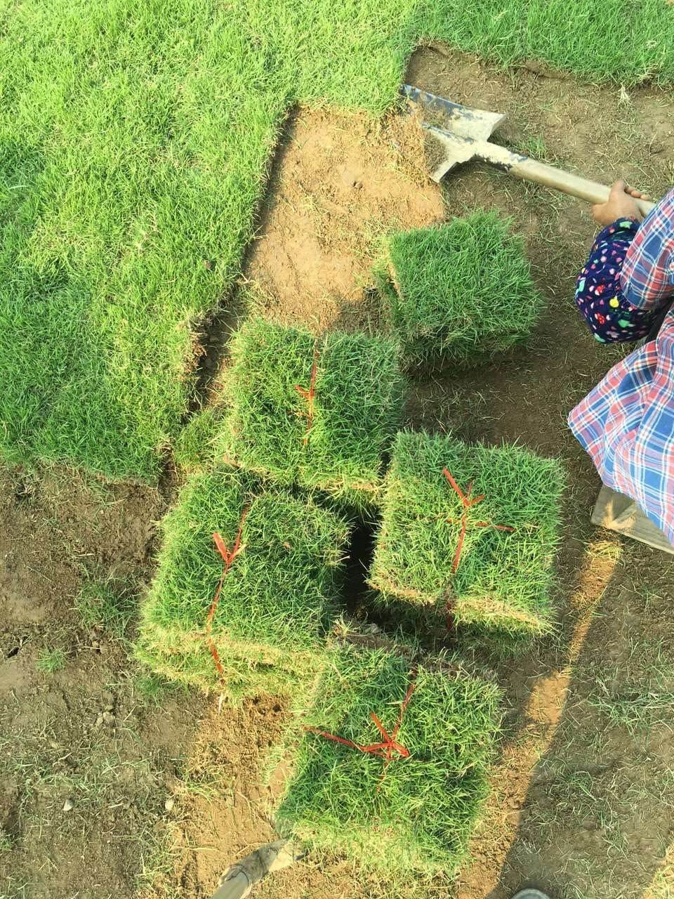 贵州赤水绿化马尼拉草皮草坪