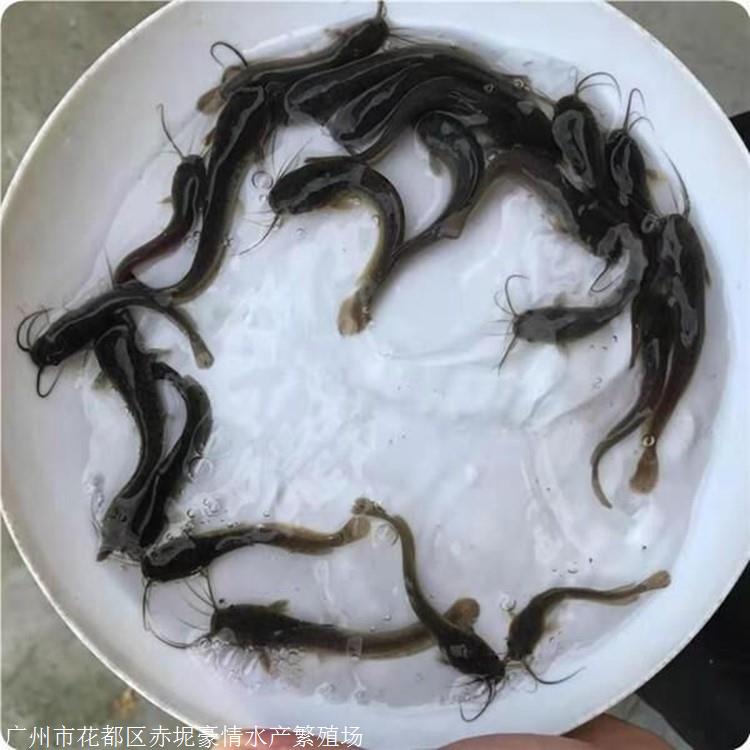 雲南塘鯴魚苗養殖廣東塘鯴魚苗場河南胡子鯰魚苗批發價格