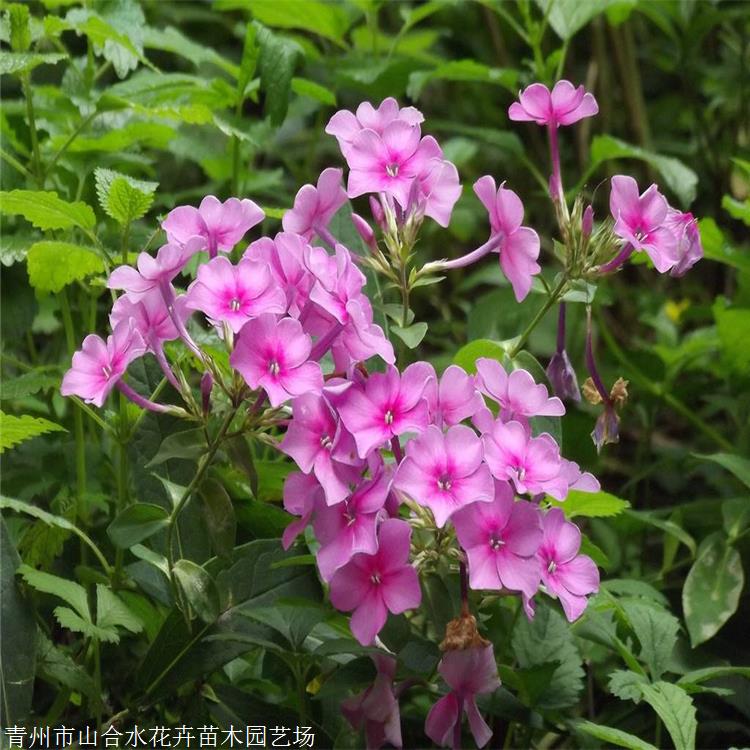 宿根福禄考 山合水花卉 基地供应 夏季观花植物