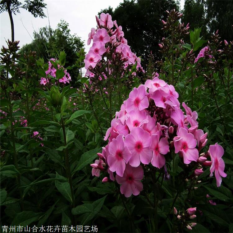 宿根福禄考 山合水花卉 基地供应 夏季观花植物