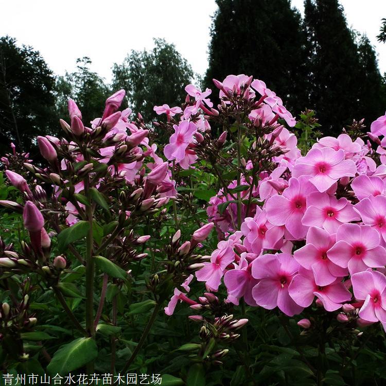 宿根福禄考 山合水花卉 基地供应 夏季观花植物