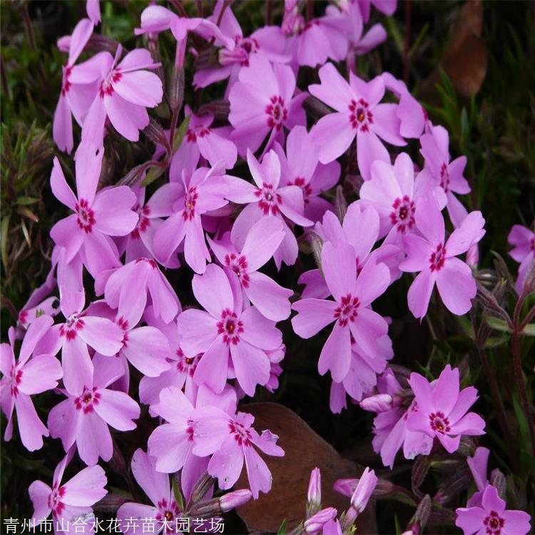 宿根福禄考 山合水花卉 基地供应 夏季观花植物