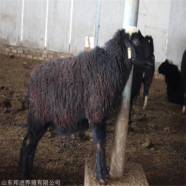 乌骨羊肉 质鲜美,黑色素含量丰富,具有滋阴补阳双重功能.肉