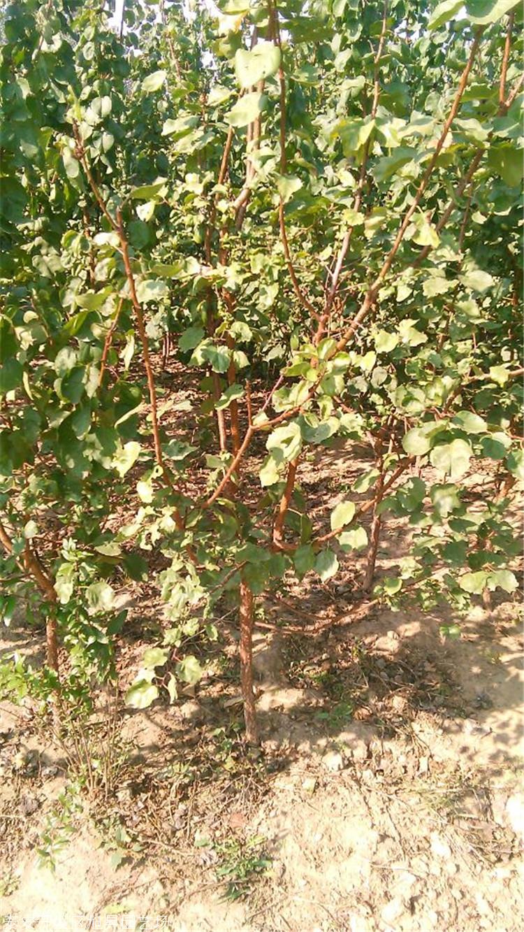 自产自销杏苗珍珠油杏苗基地直供杏树小苗