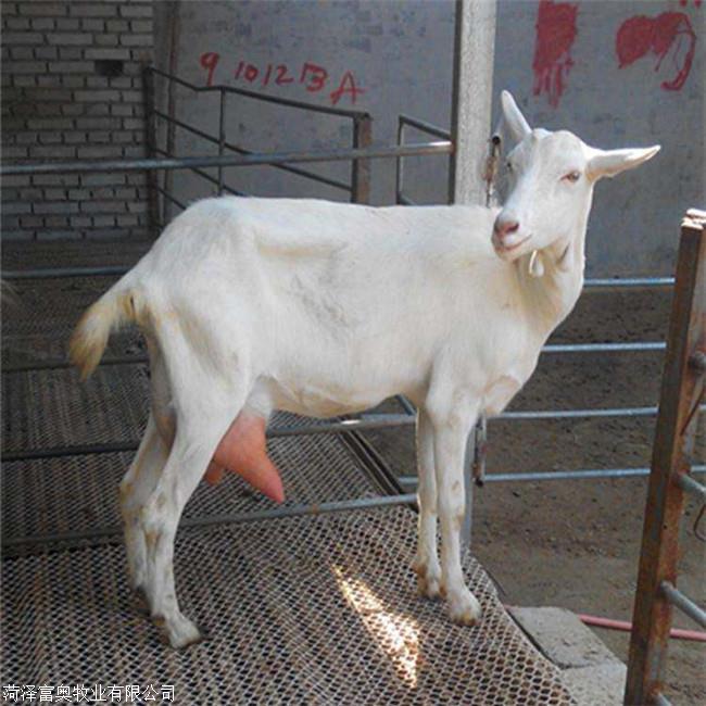 养殖基地批发羊羔白山羊活体羊纯种公羊郓城奶山羊富奥牧业