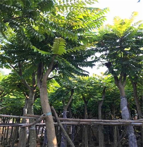 广东麻楝批发18公分麻楝出售自产自销