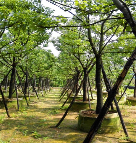 安徽香樟树苗基地图片