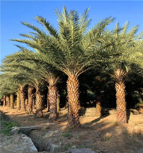 银海枣树贵州中东海枣厂家量大从优成活率高