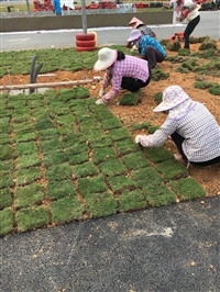 百色基地马尼拉草皮 批发