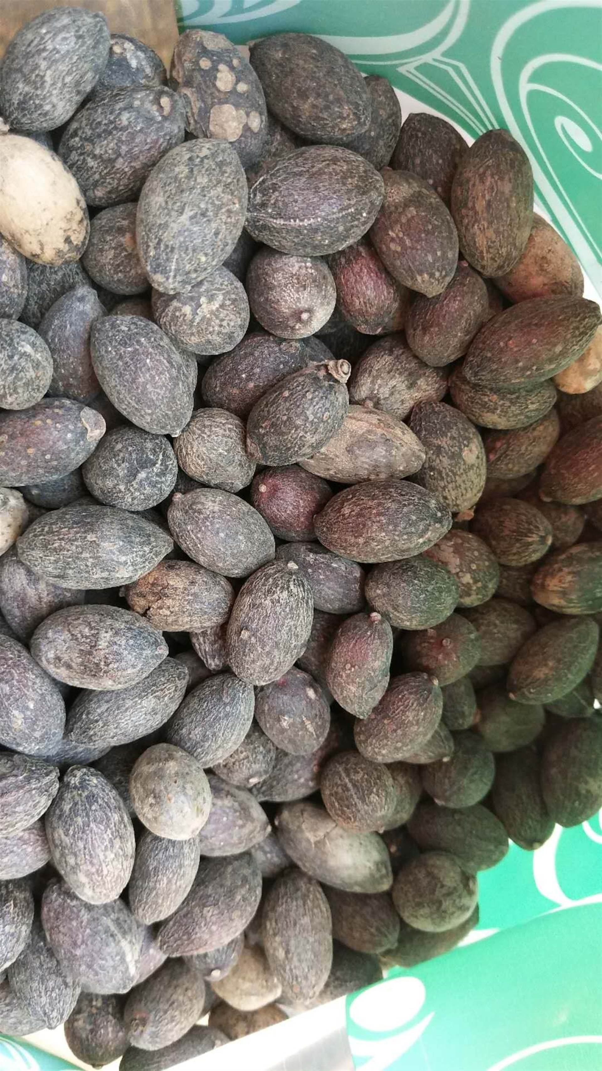 中药材批发蒲葵子蒲葵子的价格